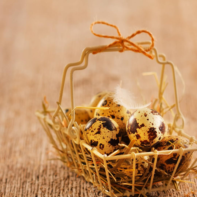 Load image into Gallery viewer, Empty Whole Eggshells Quail Eggs Hollowed - Set of 10 Cleaned Hollow Quail Eggs Perfect for Crafting and Decoration
