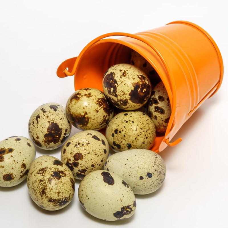 Load image into Gallery viewer, Quail PlantShellz - The Natural Nourishment for Your House Plants
