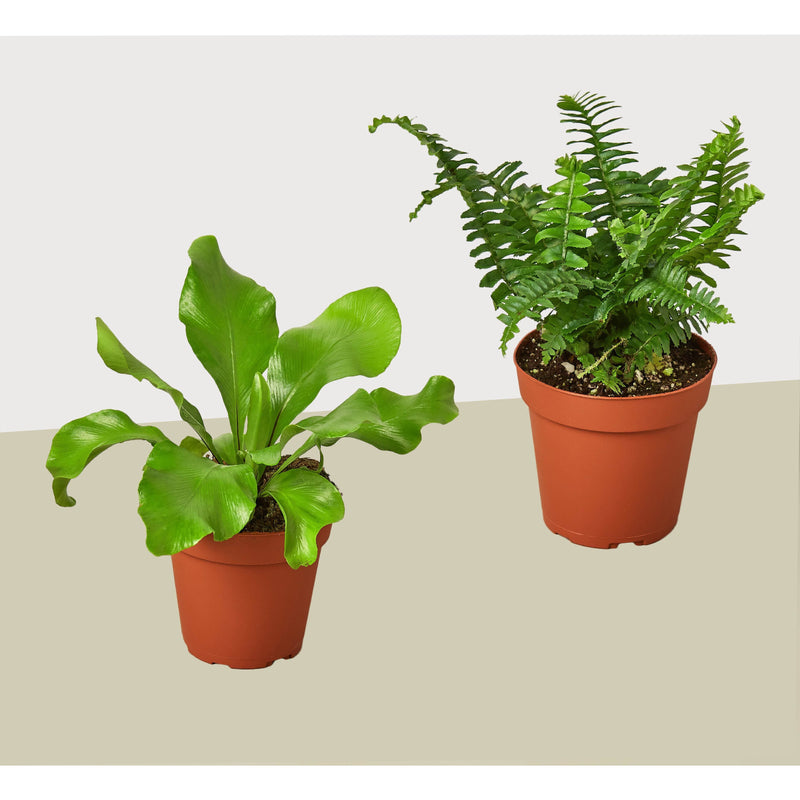 Load image into Gallery viewer, 2 Fern Variety Pack - Live Plants - FREE Care Guide - 4" Pot - House Plant

