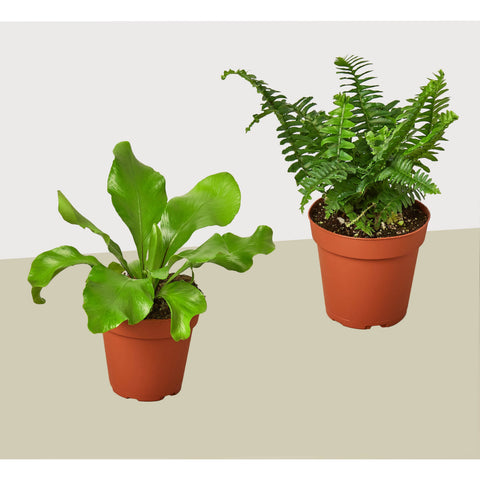 2 fern variety pack, 4-inch pot