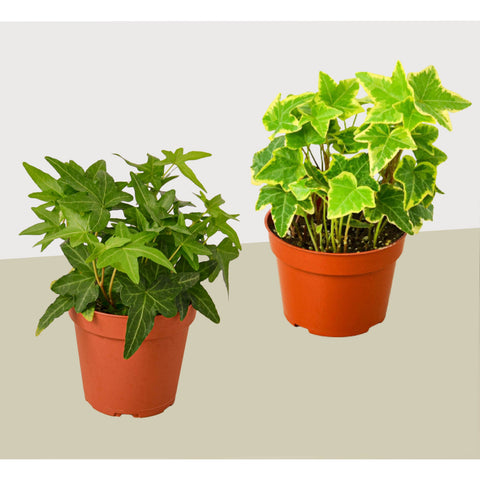 2 English Ivy variety pack, 4-inch pot