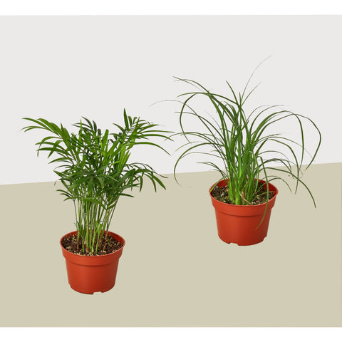 2 palm variety pack, 4-inch pots