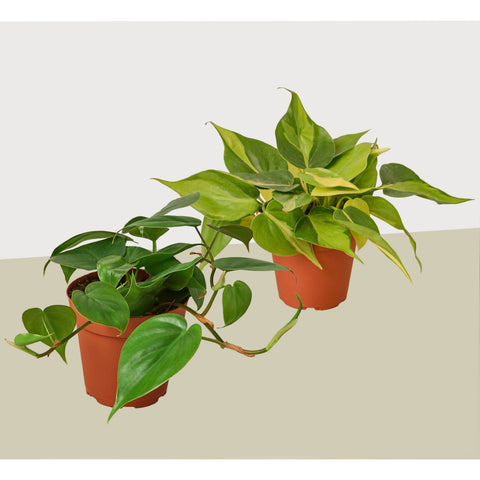 2 Philodendron variety pack, 4-inch pot