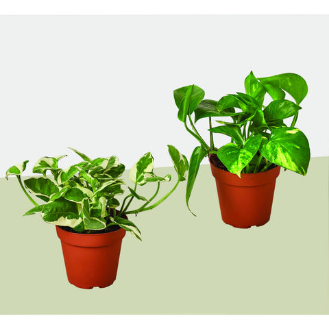 2 Pothos variety pack, 4-inch pot