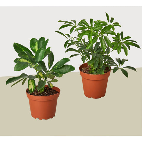 2 Schefflera plant variety pack