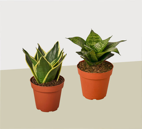 2 snake plant variety pack, 4-inch pot