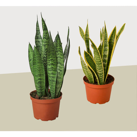 2 snake plant variety pack, 6-inch pot