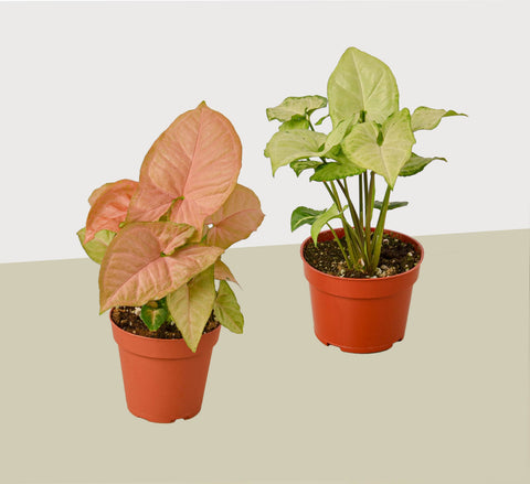 2 Syngonium arrowhead plant variety pack, 4-inch pot