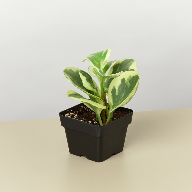 Load image into Gallery viewer, Peperomia 'Marble'
