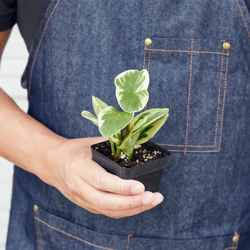 Load image into Gallery viewer, Peperomia 'Marble'
