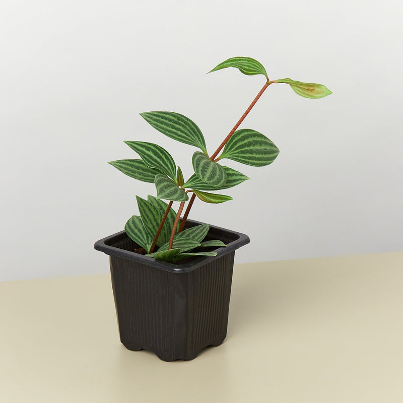 Load image into Gallery viewer, Peperomia 'Parallel'
