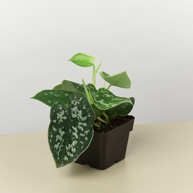 Load image into Gallery viewer, Pothos 'Satin'
