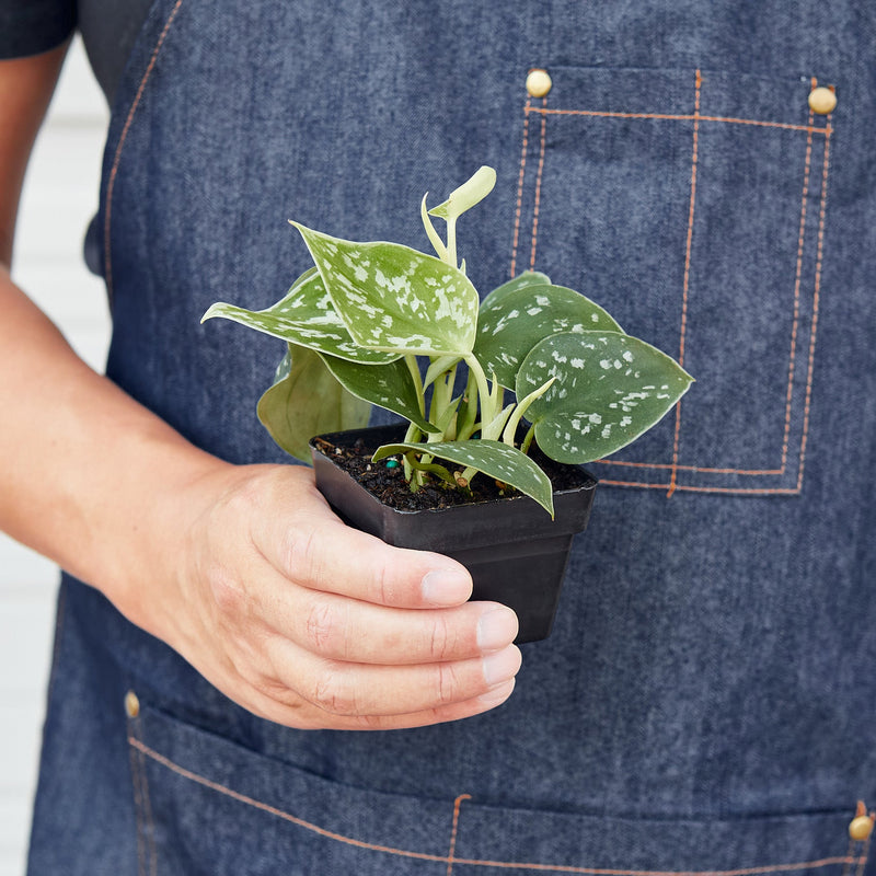 Load image into Gallery viewer, Pothos 'Satin'
