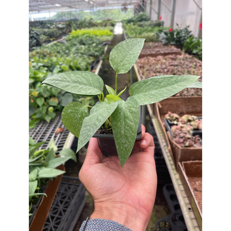 Load image into Gallery viewer, Pothos 'Cebu Blue'
