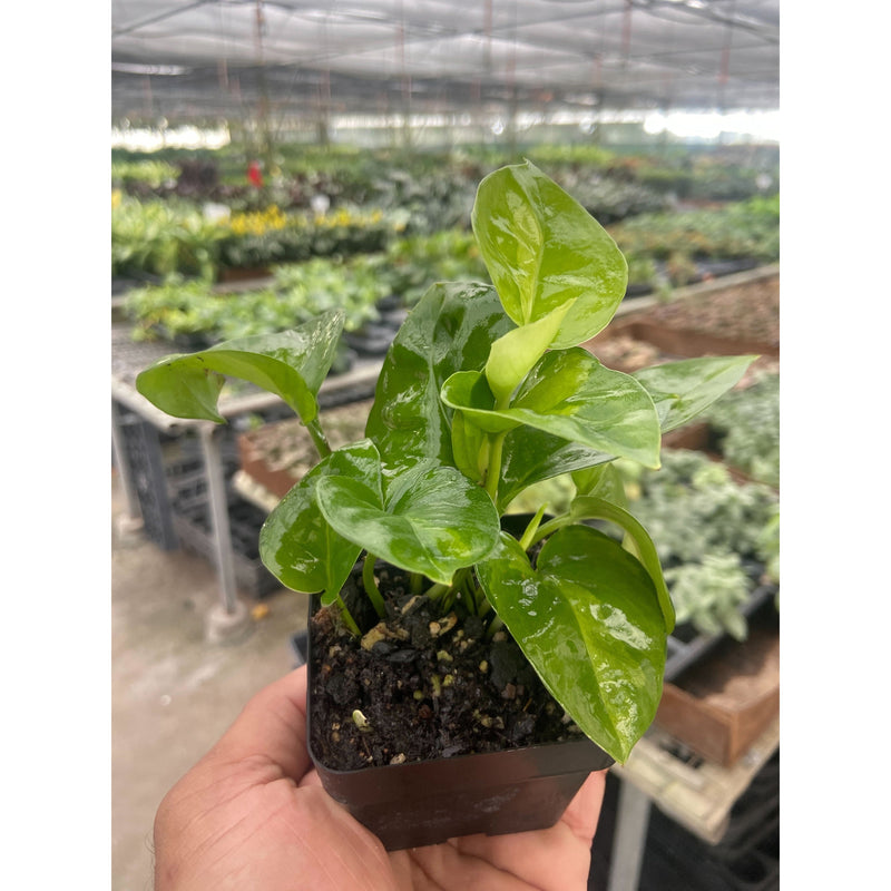 Load image into Gallery viewer, Pothos Global Green
