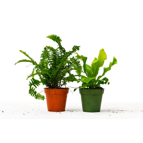 2 Fern Variety Pack - Live Plants - FREE Care Guide - 4
