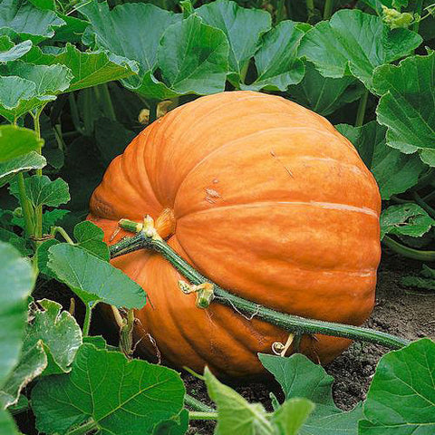 Organic Dills Atlantic Giant Pumpkin seeds package, GrowTime Garden Supply