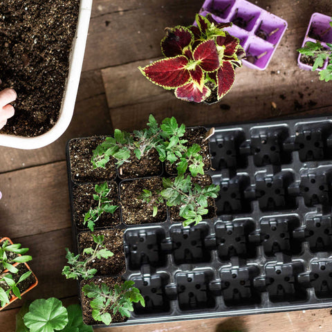 32-Cell Reusable Plant Starter Trays with Inserts, additional product view 2