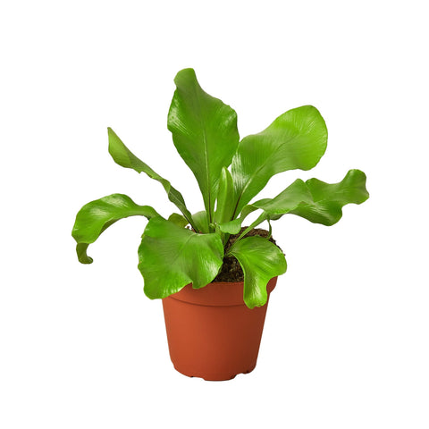 Bird's Nest Nidus fern