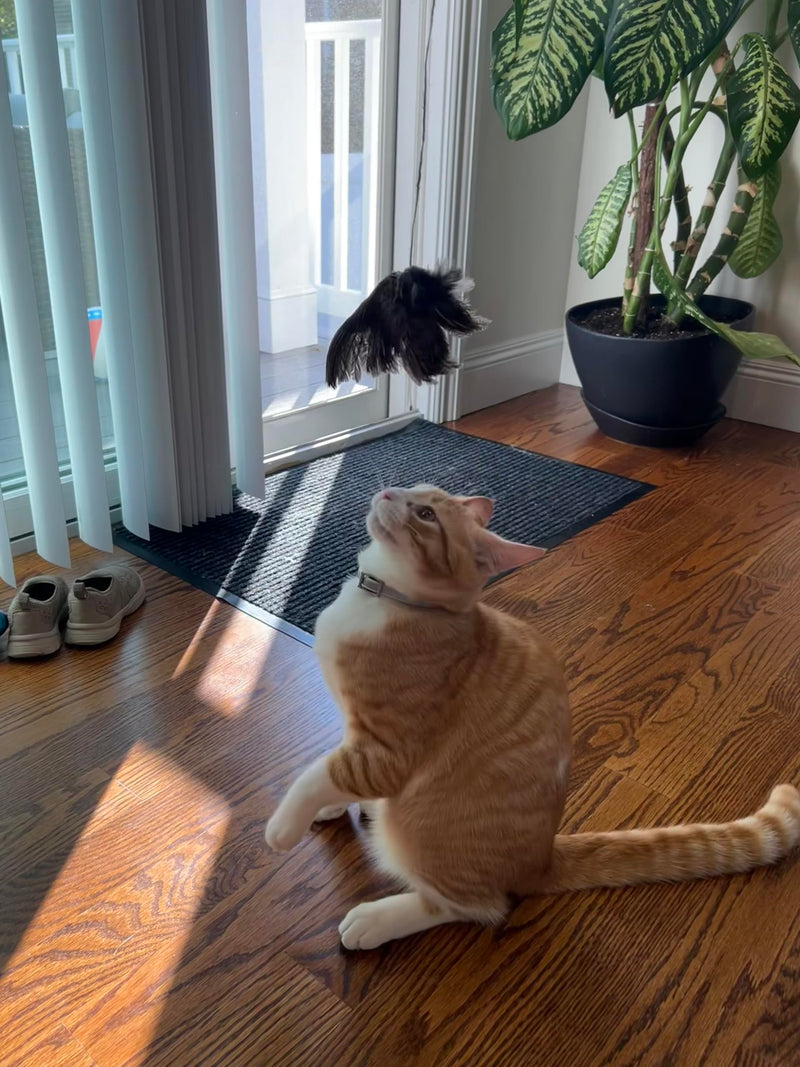 Load image into Gallery viewer, Wing on String Cat Toy - Real Bird Wing Dog Training Supplies &amp; Accessories, Quail Wing Bird Scent Interactive Play for Cats, Hunting Dog Training Bird Retrieval Cat Trainer
