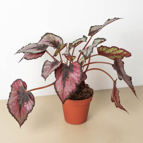 Begonia Rex, 4-inch pot