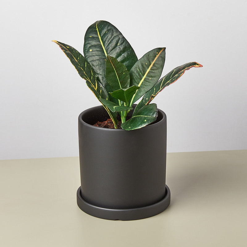 Load image into Gallery viewer, Matte Finish Cylinder Planter with Saucer
