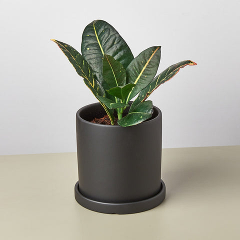 Matte Finish Cylinder Planter