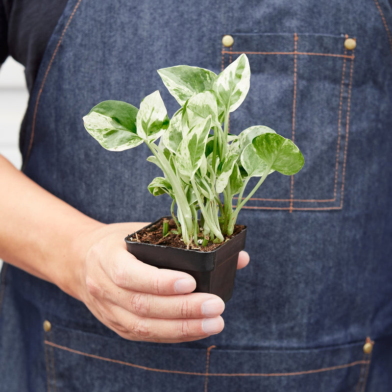 Load image into Gallery viewer, Pothos 'N'joy'
