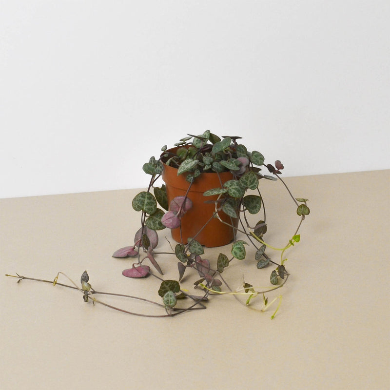 Load image into Gallery viewer, Succulent 'String of Hearts'

