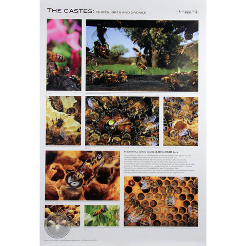 Set of five beekeeping posters featuring honeybee photography by Eric Tourneret.