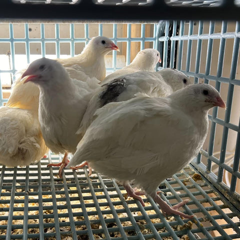 Hatching eggs, mixed colors detail