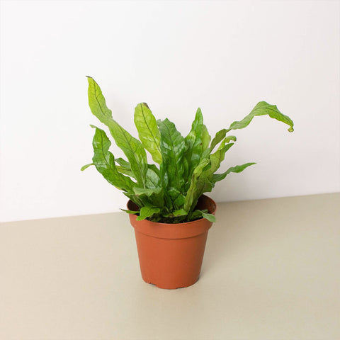 Crocodile fern