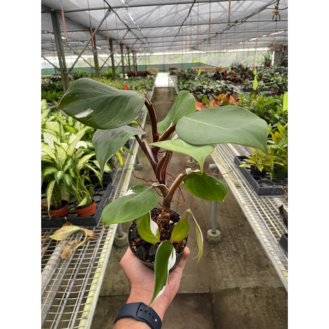 Philodendron 'White Knight', additional product view 2