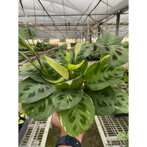 Maranta Variegated Beauty Kim