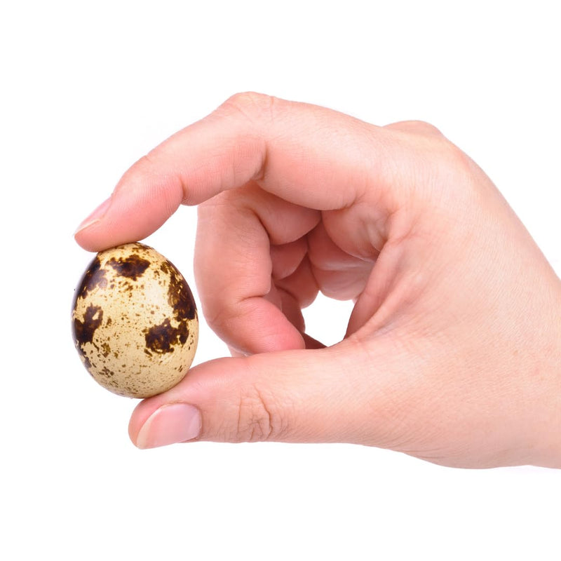 Load image into Gallery viewer, Empty Whole Eggshells Quail Eggs Hollowed - Set of 10 Cleaned Hollow Quail Eggs Perfect for Crafting and Decoration
