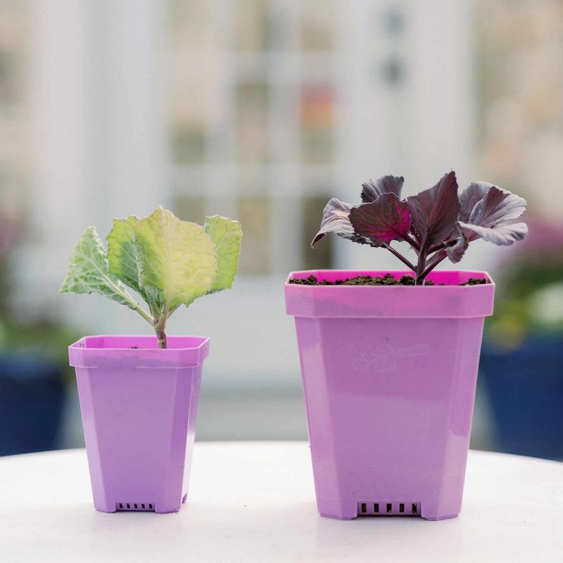 Load image into Gallery viewer, 3.3" Heavy Duty Seed Starting Pots
