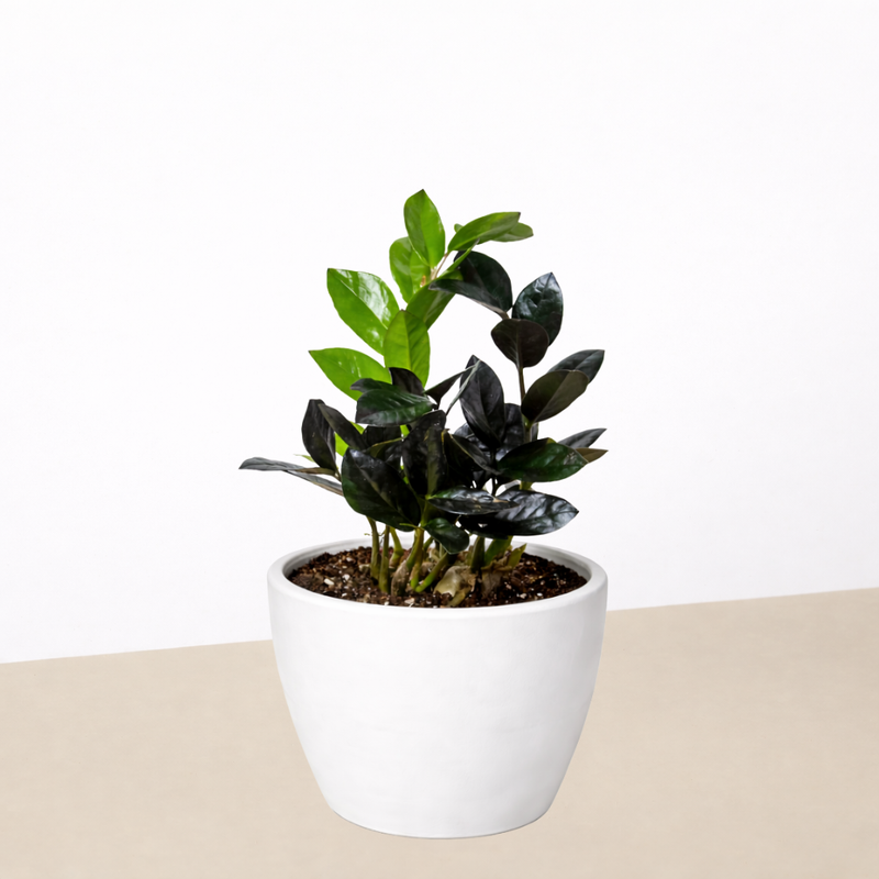 Load image into Gallery viewer, ZZ Zamioculcas 'Black Queen'
