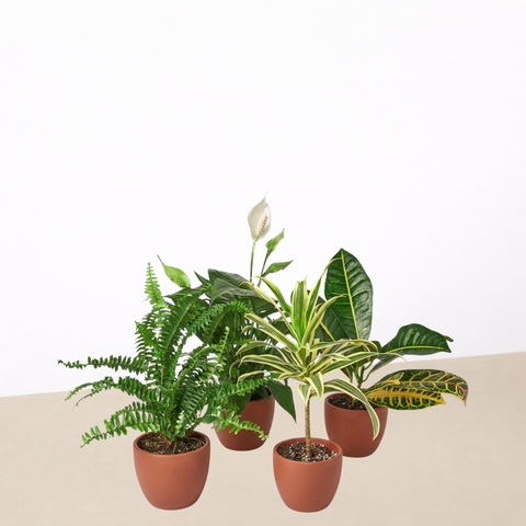 Air Purifying Variety Bundle, additional product view 2