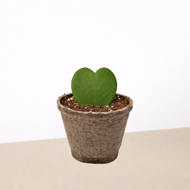 Load image into Gallery viewer, Hoya 'Sweetheart'
