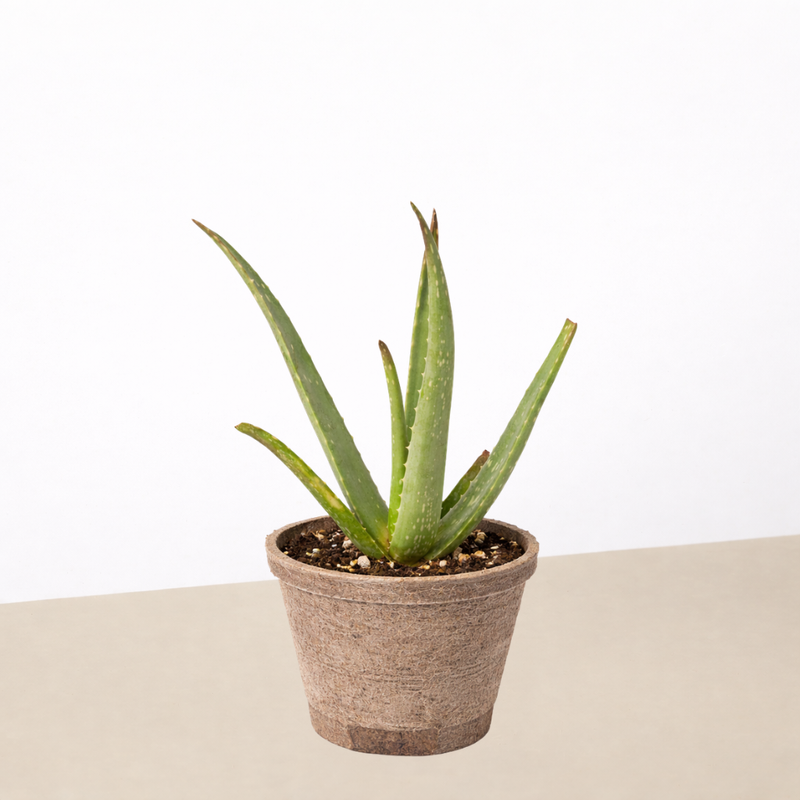 Load image into Gallery viewer, Aloe Vera
