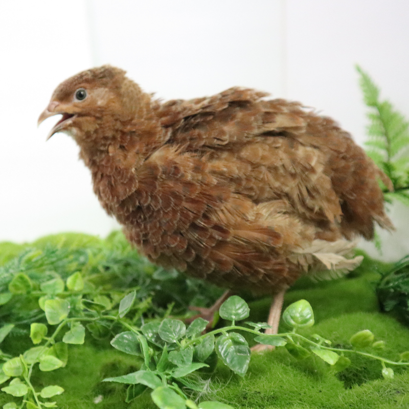 Load image into Gallery viewer, Red Range Coturnix Quail Hatching Eggs
