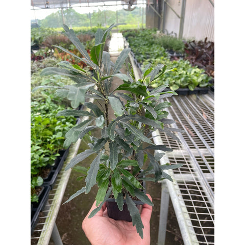 Aralia Green