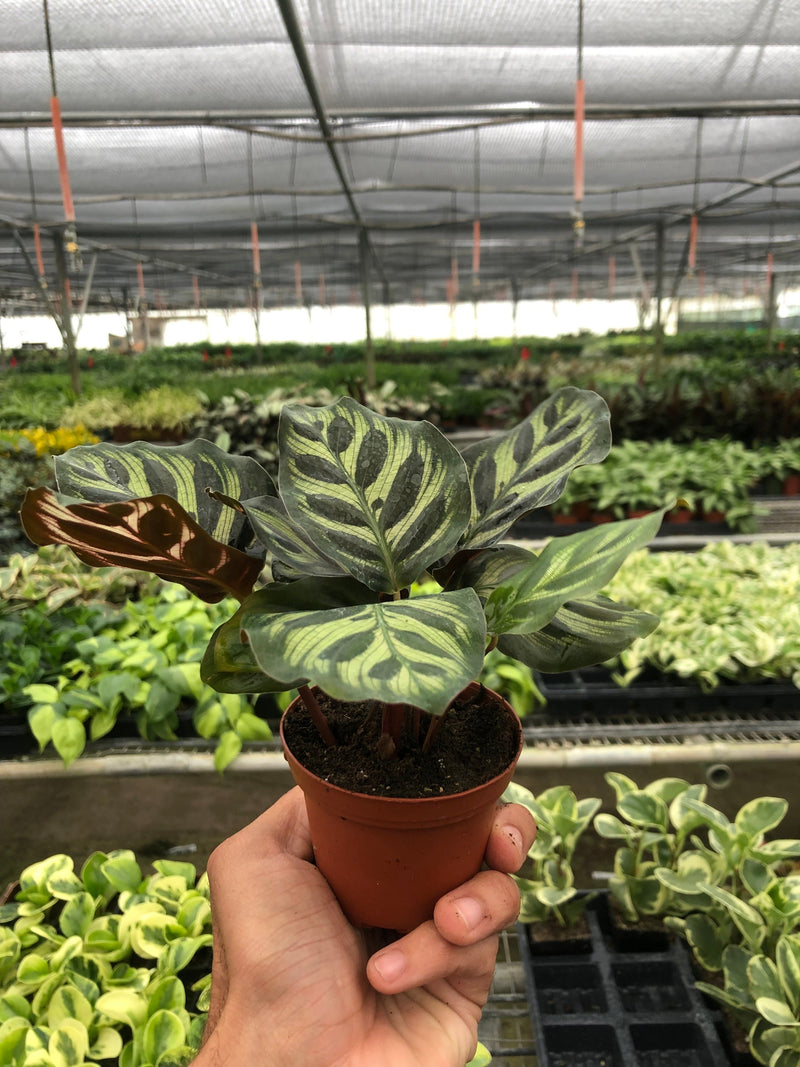 Load image into Gallery viewer, Calathea 'Makoyana'
