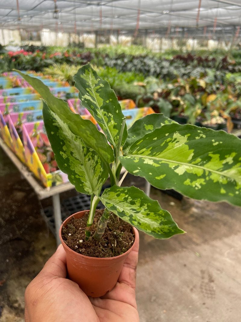 Load image into Gallery viewer, Chinese Evergreen Pictum Tricolor
