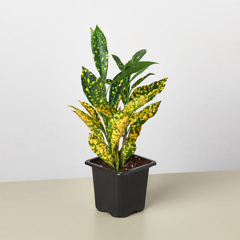 Croton 'Gold Dust', additional product view 2