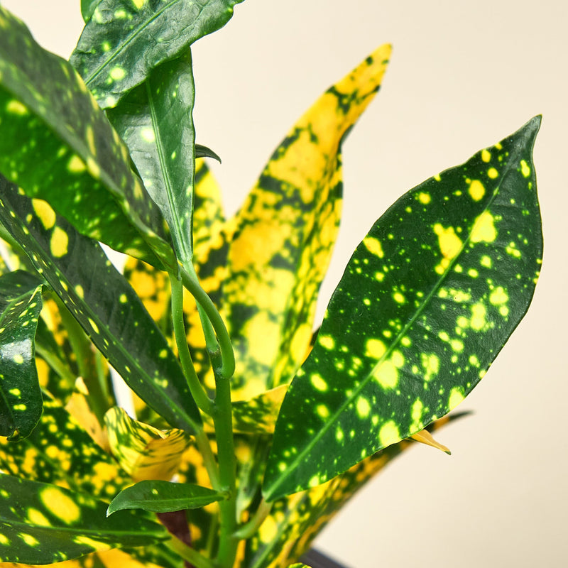 Load image into Gallery viewer, Croton 'Gold Dust'
