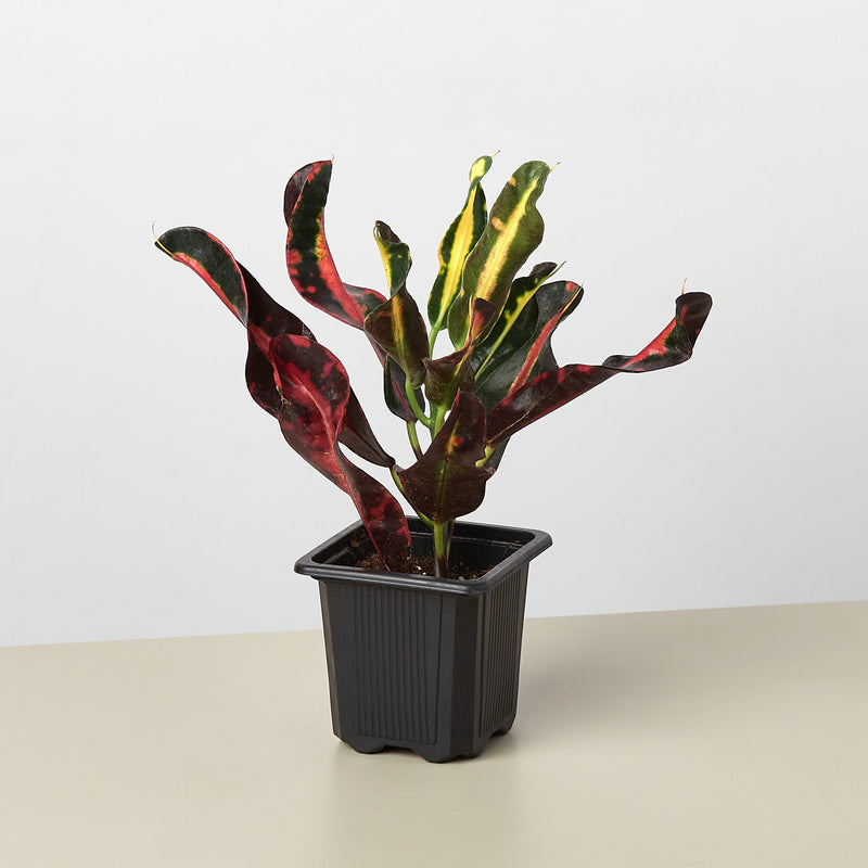 Load image into Gallery viewer, Croton Mammy
