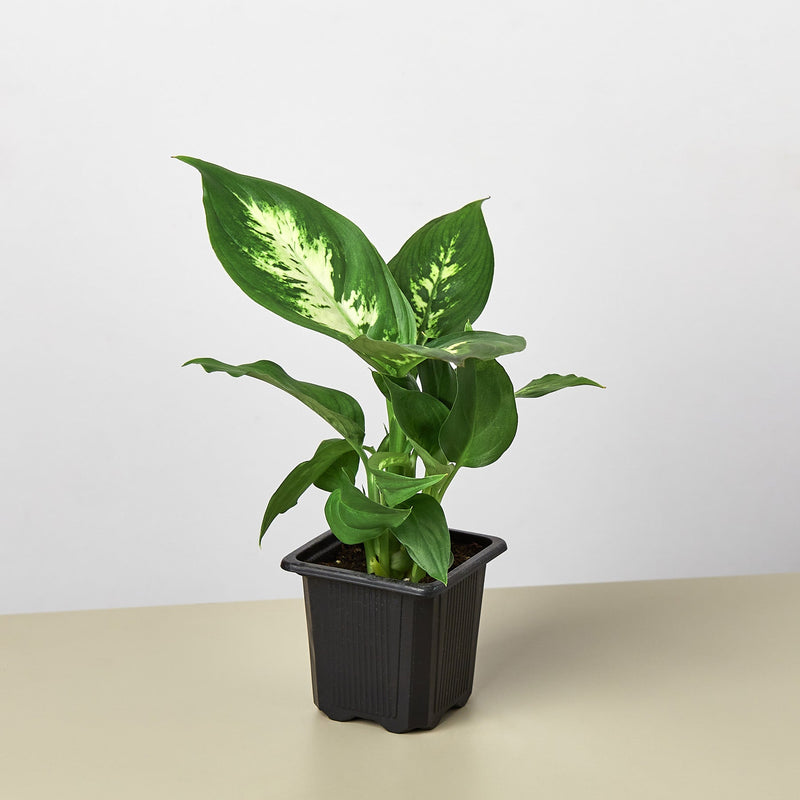 Load image into Gallery viewer, Dieffenbachia Camille

