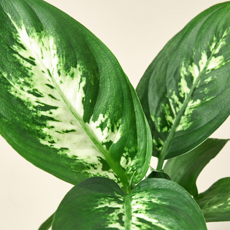 Load image into Gallery viewer, Dieffenbachia Camille
