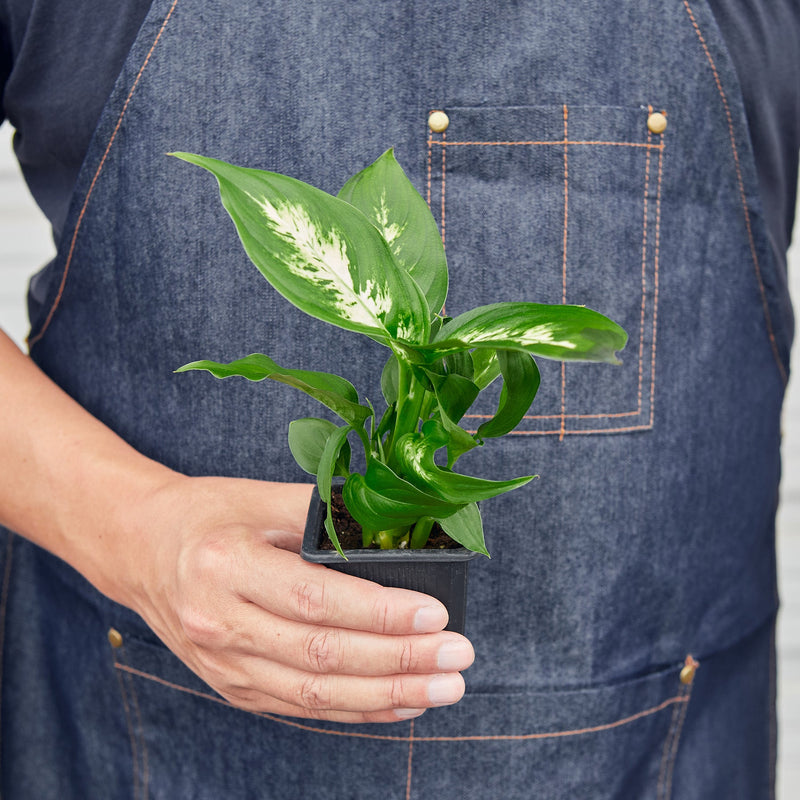 Load image into Gallery viewer, Dieffenbachia Camille
